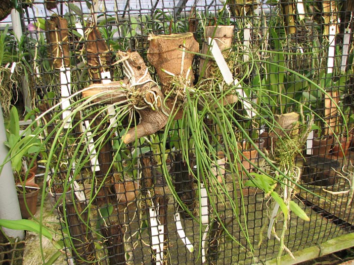 Brassavola cucullata.jpg