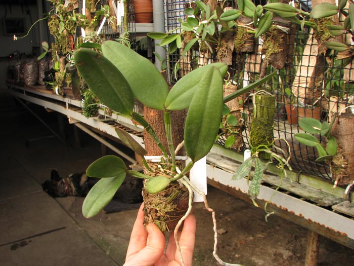 Cattleya schilleriana escura 'Jucú' x Cattleya schilleriana 'Paredão'.jpg