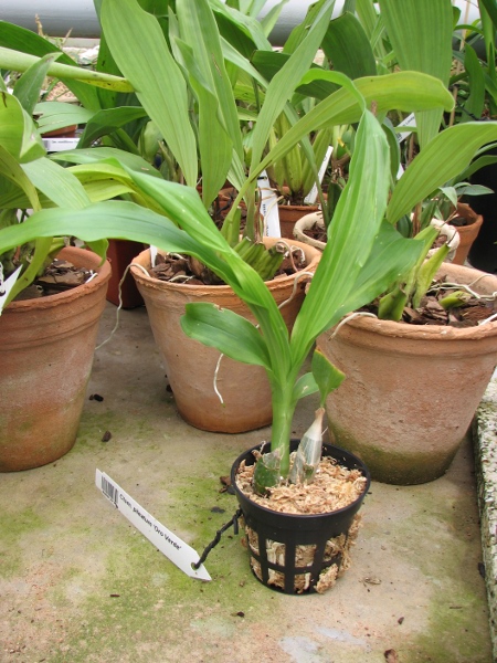 Catasetum pileatum 'Oro Verde'.JPG