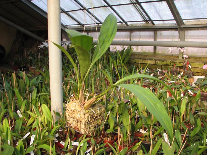 Coryanthes senghasiana.jpg