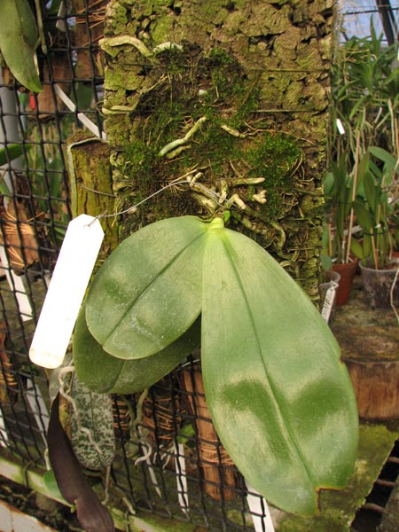 Phalaenopsis violacea 'Borneo'.jpg