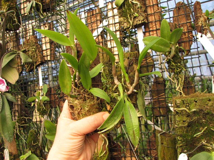 Laelia dayana tipo x self.jpg