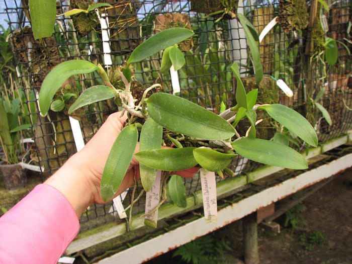 Laelia dayana coerulea 'Chojamaru' x SELF.jpg