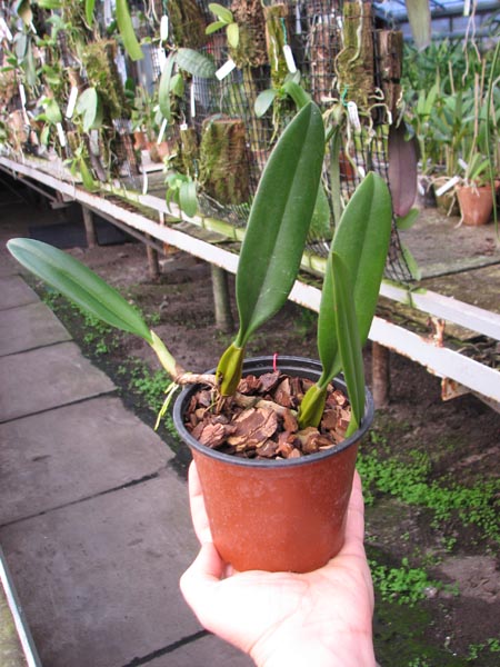 Bulbophyllum Elizabeth Ann.jpg