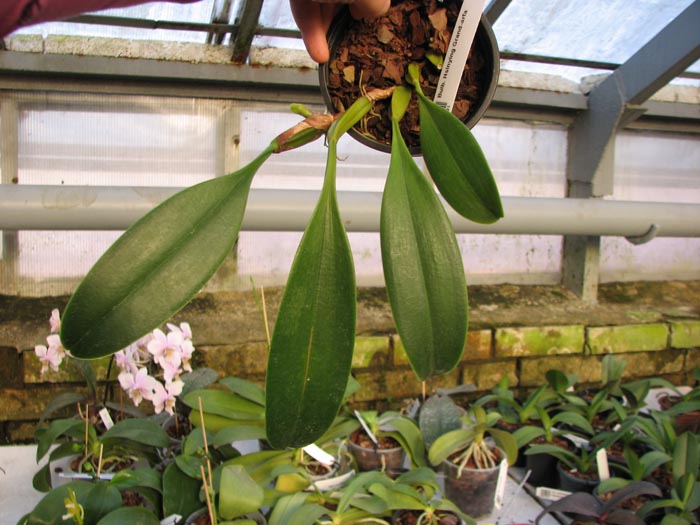 Bulbophyllum Hsinying Grand-arfa.jpg