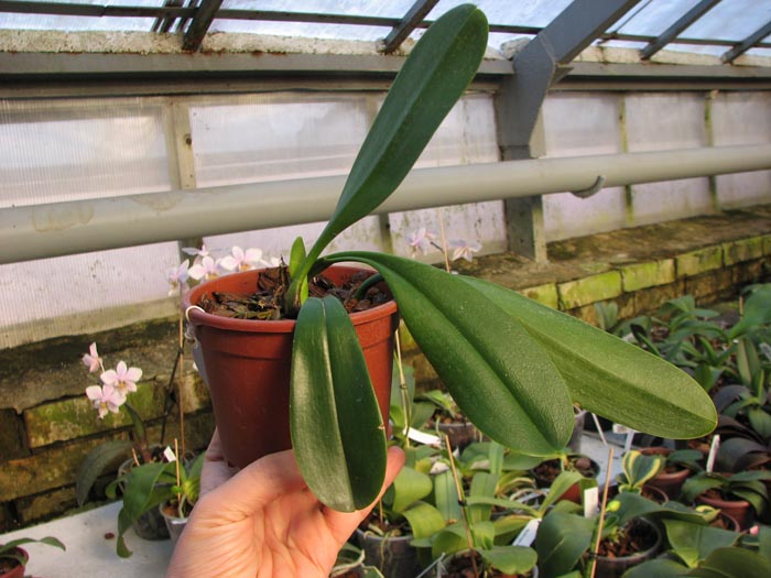 Bulbophyllum grandiflorum.jpg
