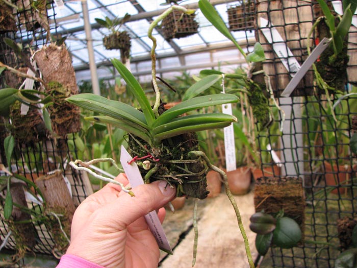 Ascocentrum miniatum.jpg