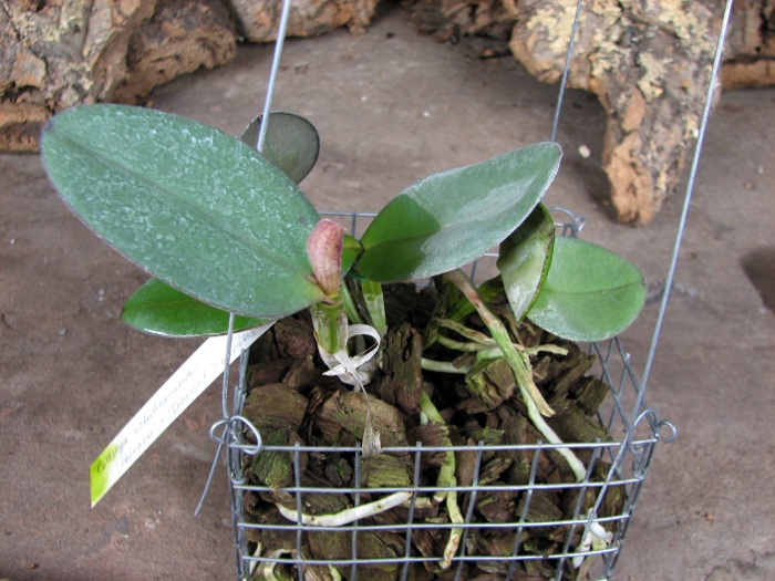Cattleya schilleriana 'Ibiraçú' x Cattleya schilleriana 'Daniel Endringer'.JPG
