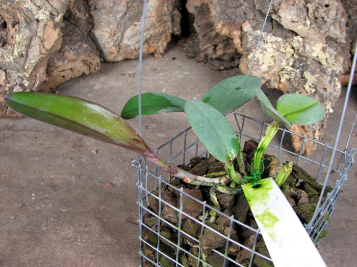 Cattleya schilleriana 'Água Surda' x Cattleya schilleriana 'Olinda'.JPG