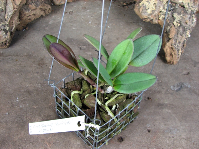 Cattleya schilleriana 'Biriricas' x Cattleya schilleriana 'Olinda'.JPG