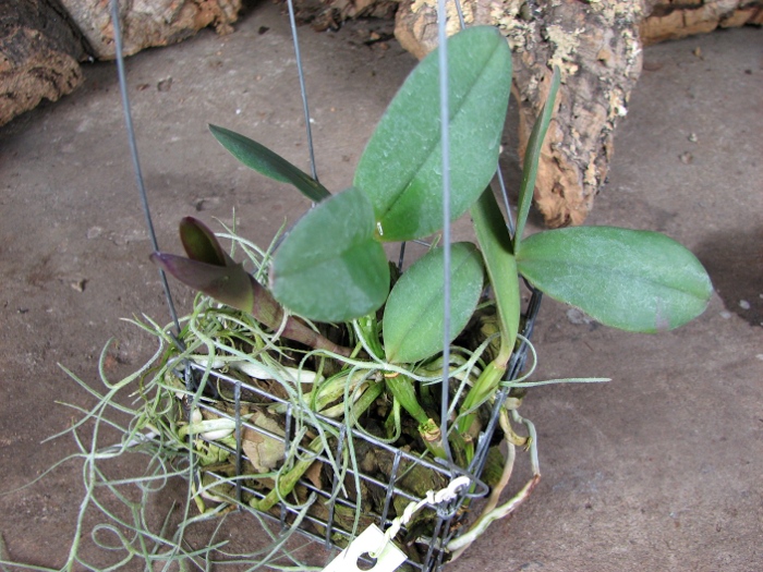 Cattleya schilleriana 'Guarapari' x Cattleya schilleriana 'Olinda'.JPG