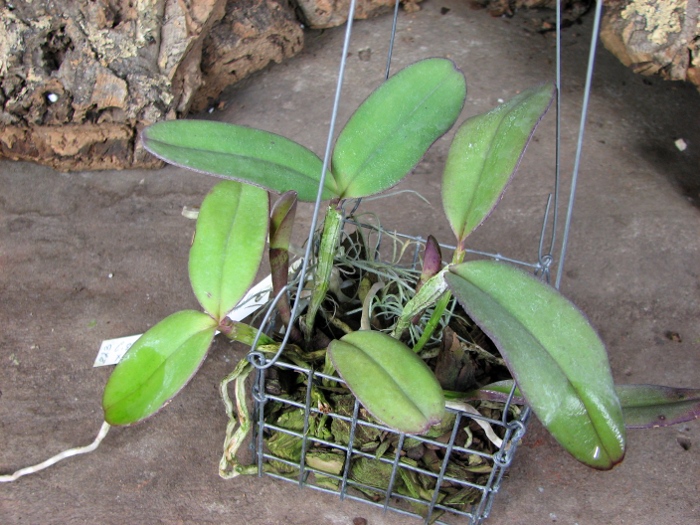 Cattleya schilleriana 'Cleber Munhol' x Cattleya schilleriana 'Pedra do Vento'.JPG