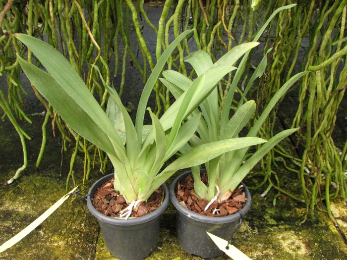 Miltonia Rubenesque 'Karismic Kay'.JPG