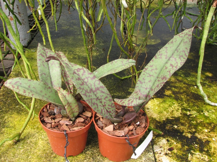Psychopsis Mendenhall 'Hildos'.JPG