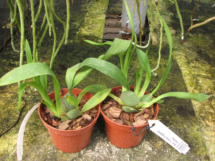 Oncidium Twinkle 'Fragrance Fantasy'.JPG