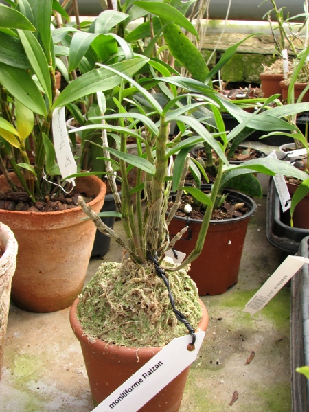 Dendrobium moniliforme Raizan.JPG