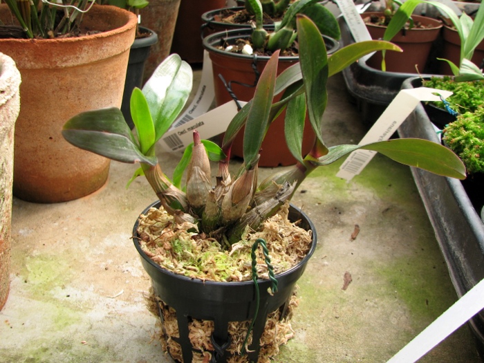 Dendrobium Hibiki (laevifolium x bracteosum).JPG