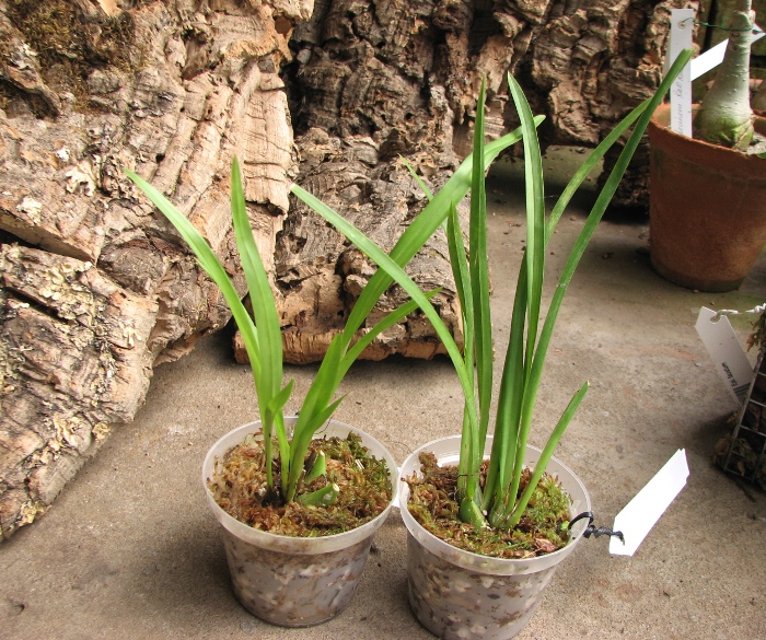Miltoniopsis phalaenopsis.JPG