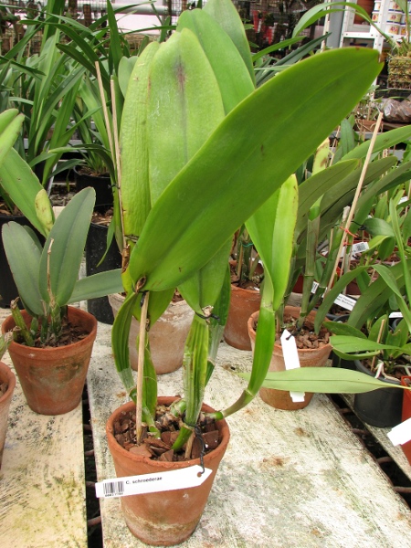 Cattleya schroederae.JPG