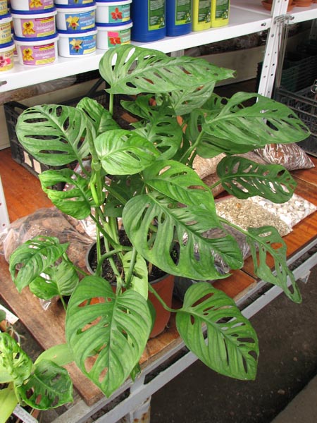 Monstera obliqua.jpg