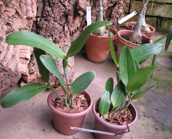 Cattleya amethystoglossa dark spots x sib.JPG