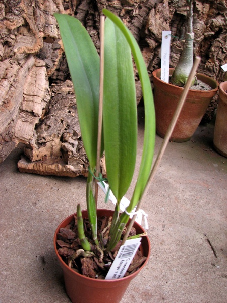 Cattleya mendelii semi-alba 'Carlos Arango' x self.JPG