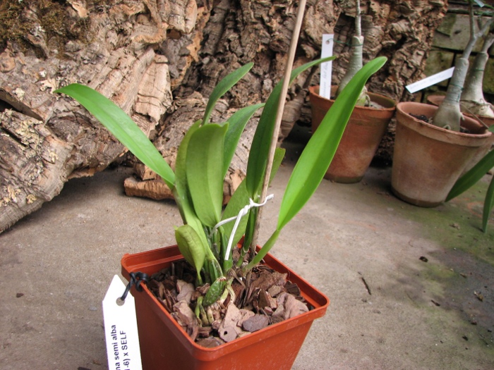 Cattleya percivaliana semi alba 'Altamira' (11-6) x SELF.JPG