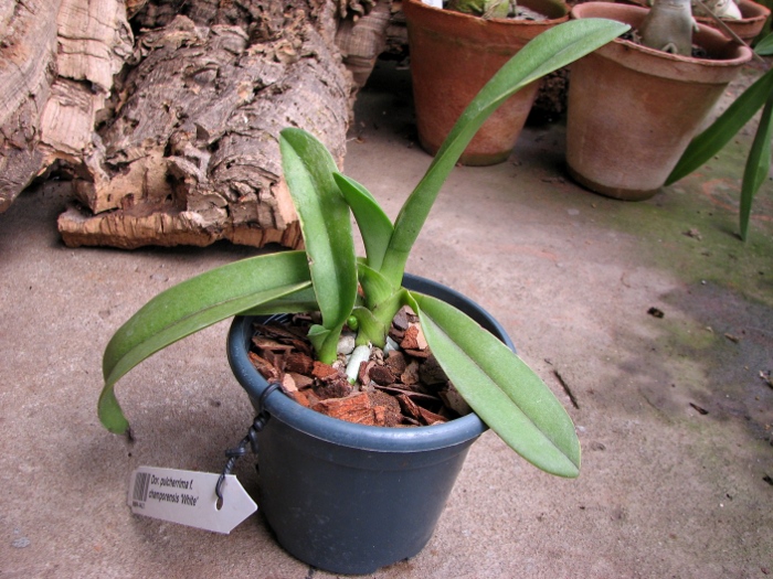 Doritis pulcherrima f. champorensis 'White'.JPG