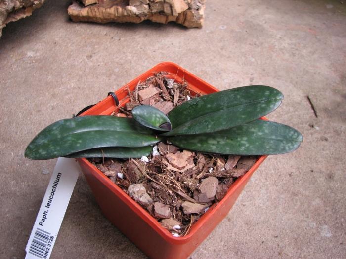 Paphiopedilum leucochilum.JPG