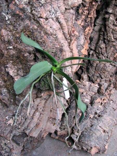 Aerangis articulata.JPG