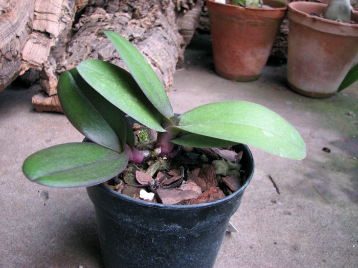 Doritaenopsis Lius Sakura.JPG