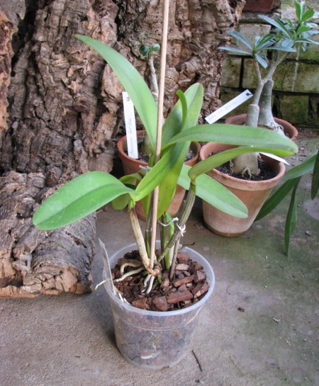 Cattleya Undine alba (intermedia x mossiae).JPG
