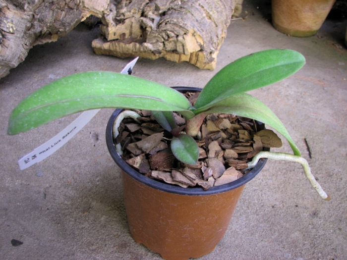 Doritaenopsis Lius Sakura.JPG