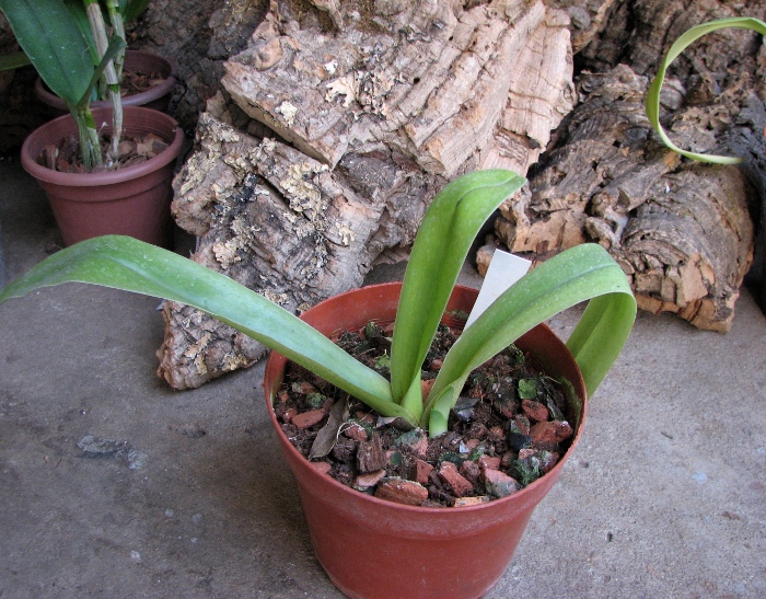 Paphiopedilum Enzan Fruit x Emerald Sea.JPG