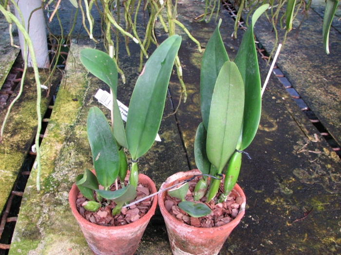 Laeliocattleya Antonetta Mahan 'S-10' (Lc. Marcia Foster x C. J A Carbone).JPG