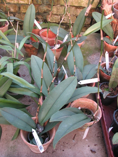 Psychopsis Kalihii 'Big'.JPG
