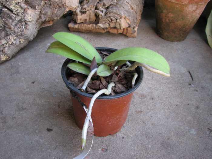 Doritaenopsis Lius Sakura.JPG
