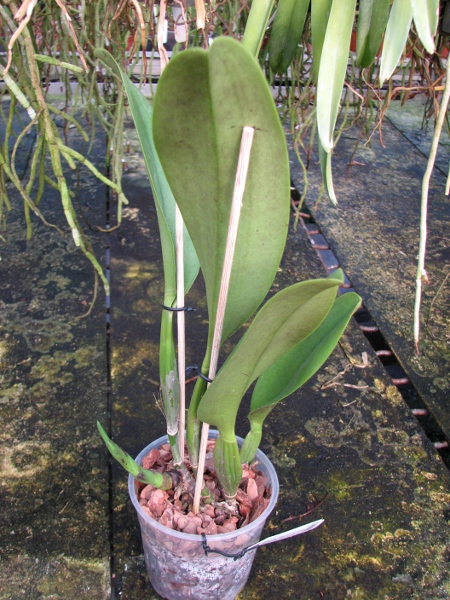 Potinara Spanish Eyes 'Tian Mu' (Apricot Flare x Memoria Wang Tzu-Chang).JPG