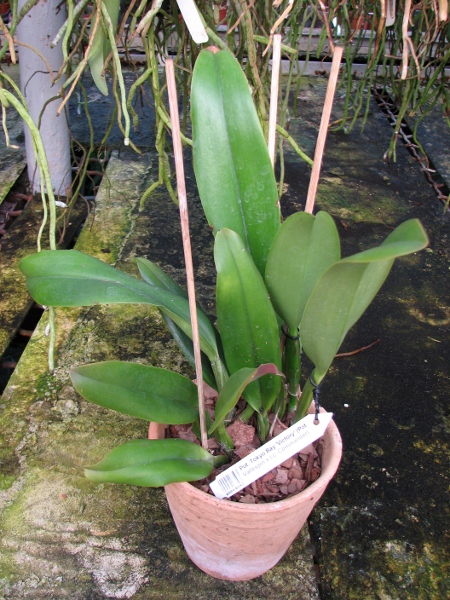 Potinara Tokyo Bay 'Victory' (Potinara Vallespin x Laeliocattleya Commander).JPG