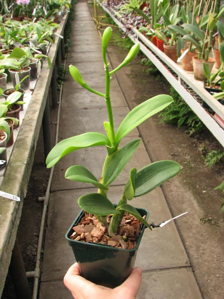 Cattlianthe White Bridal 'Yuki' (Cattleya Angelwalker x Cattlianthe Candy Tuft).jpg