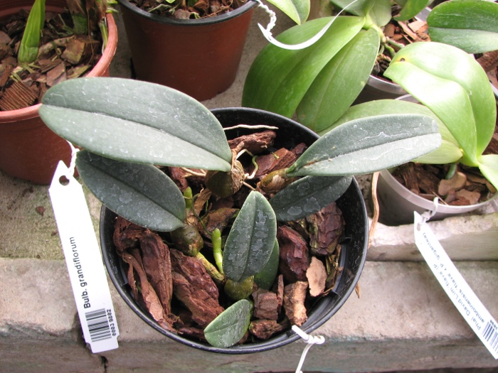 Bulbophyllum bootanoides.JPG
