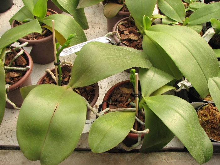 Doritaenopsis Sogo Meili x Phalaenopsis Ld's Bear Queen.JPG