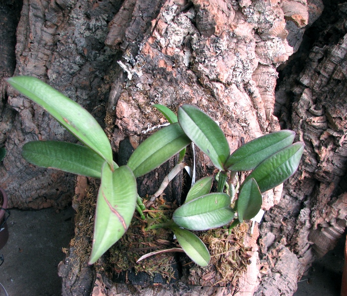 Cattleya schilleriana 'Água Surda' x Cattleya Daphne 'Bordeaux' (C. schilleriana x C. harrisoniana).JPG
