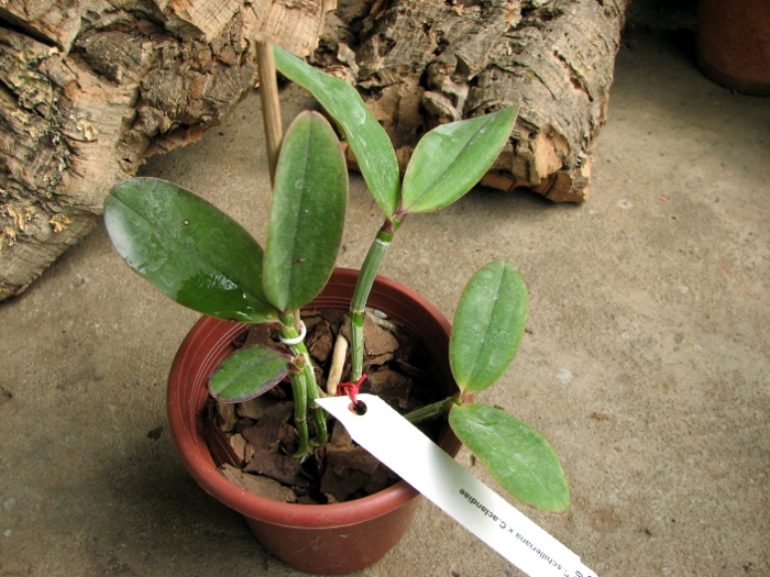 Cattleya schilleriana x Cattleya aclandiae.JPG