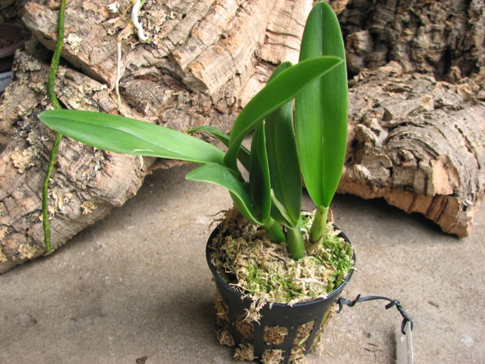 Sophrolaeliocattleya Little Hazel 'M' (Slc. Hazel Boyd x Sl. Psyche).JPG