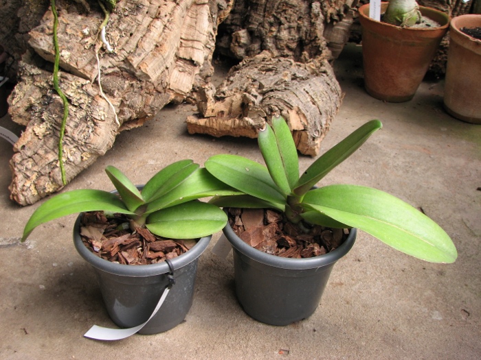 Doritaenopsis Lius Sakura.JPG
