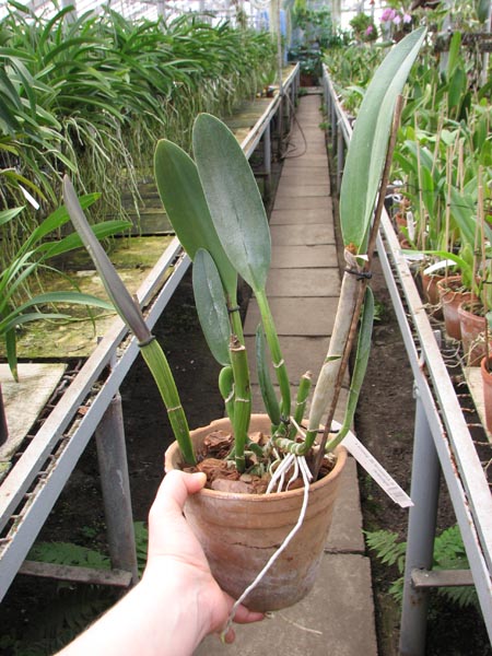 Brassavola Aristocrat (Brassavola glauca x digbyana).jpg