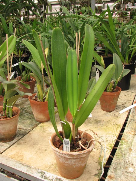 Laelia purpurata carnea (dark lip x St Nicolau).jpg