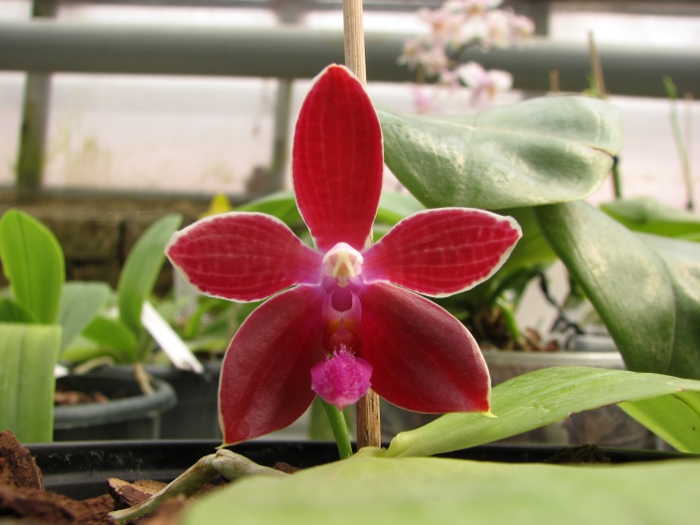 Phalaenopsis corningiana x Phalaenopsis Coral Isles.JPG