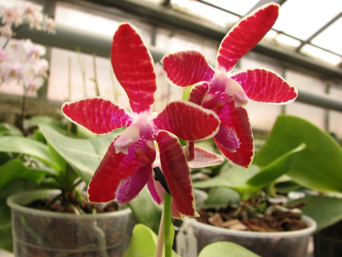 Phalaenopsis Coral Isles x Phalaenopsis corningiana.JPG